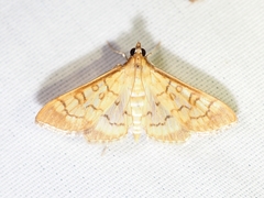 Mimorista trimaculalis