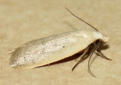 Inga cretacea