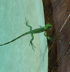 Iguana iguana