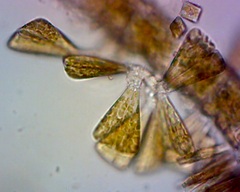 Licmophora