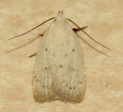 Inga cretacea