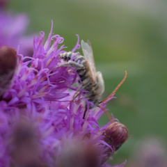 Melissodes agilis