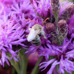 Melissodes agilis