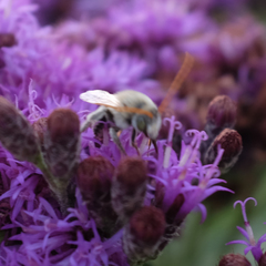 Melissodes agilis