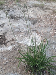Plantago linearis