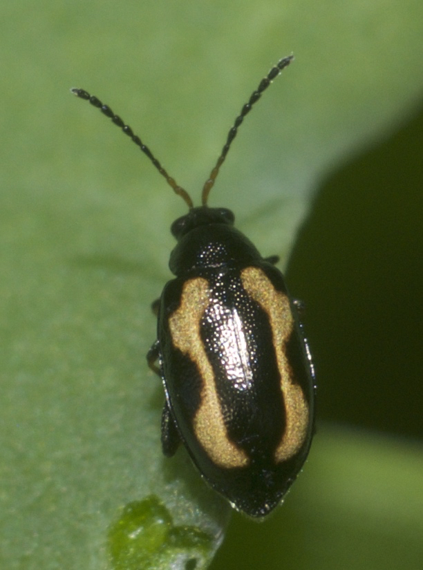 Striped Flea Beetle