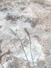 Plantago linearis