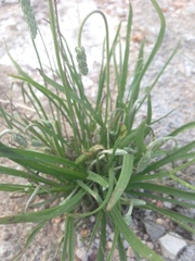 Plantago linearis