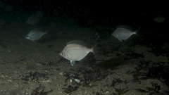 Parequula melbournensis