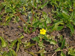 Erythranthe primuloides
