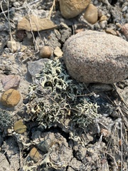 Xanthoparmelia chlorochroa