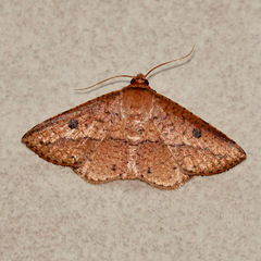 Striglina duplicifimbria