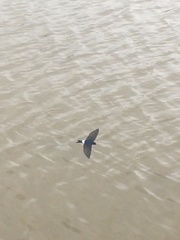 Tachycineta leucopyga