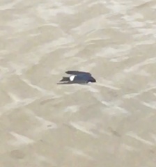 Tachycineta leucopyga