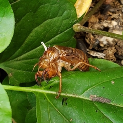 Graptopsaltria nigrofuscata