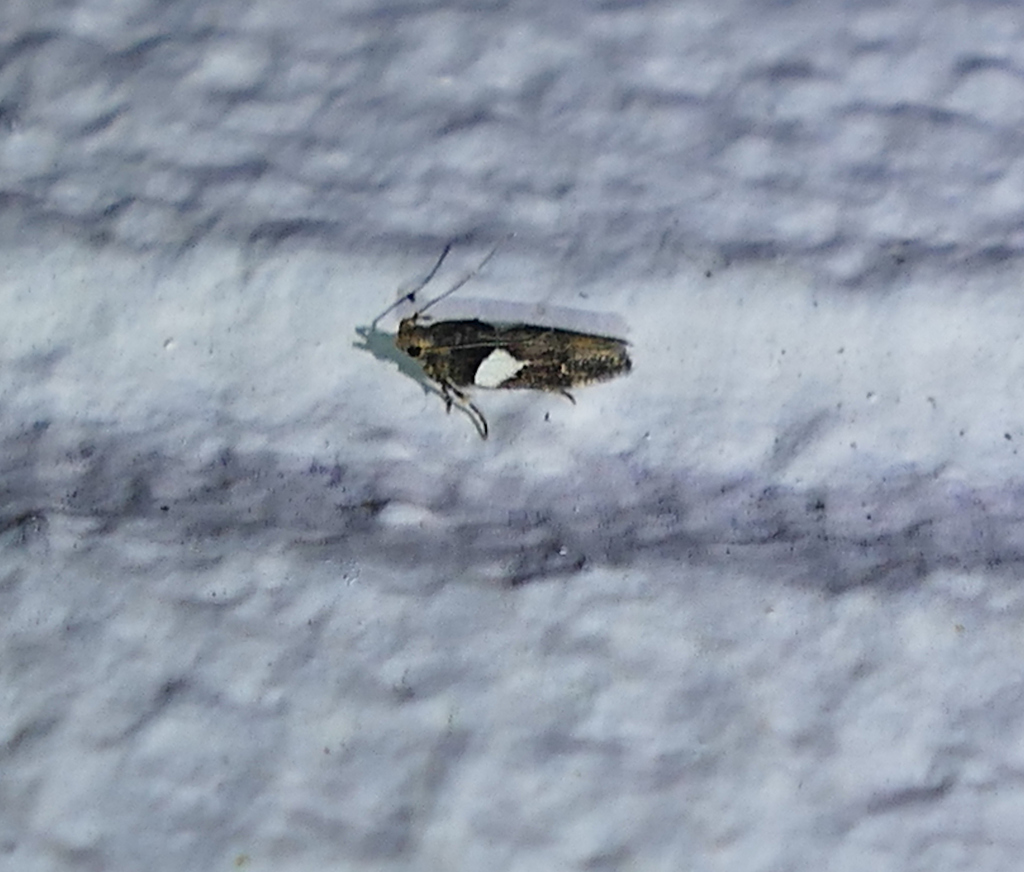 Friseria acaciella
