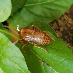 Graptopsaltria nigrofuscata