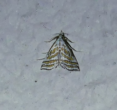 Leptosteges parthenialis