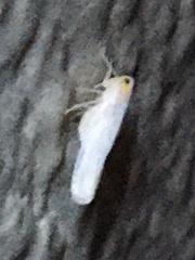 Neocenchrea heidemanni