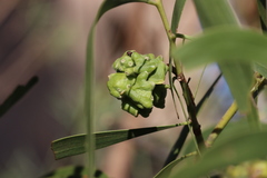 Dasineura glomerata