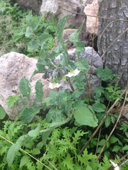 Solanum stoloniferum