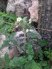 Solanum stoloniferum