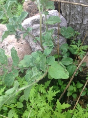 Solanum stoloniferum