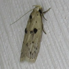 Scythropiodes issikii