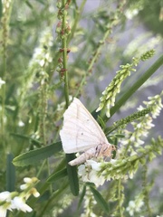 Petrophora subaequaria