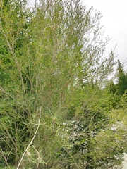 Salix ledebouriana