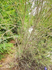 Salix ledebouriana