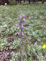 Penstemon oliganthus