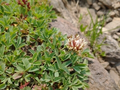 Trifolium longipes shastense