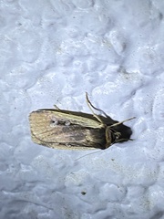 Ochropleura implecta