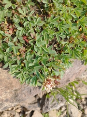Trifolium longipes shastense