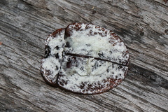 Emcephalus floccosus