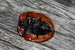 Emcephalus floccosus