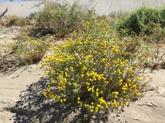 Oncosiphon pilulifer