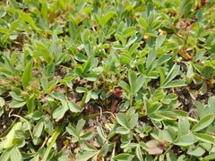 Trifolium longipes shastense