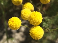 Oncosiphon pilulifer