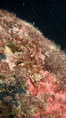 Bovichtus angustifrons