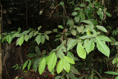 Bong tree (Nothaphoebe umbelliflora)