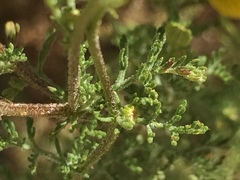 Oncosiphon pilulifer