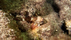 Bovichtus angustifrons