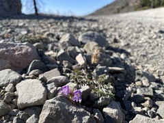 Penstemon purpusii