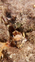 Bovichtus angustifrons