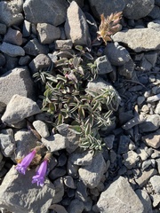 Penstemon purpusii