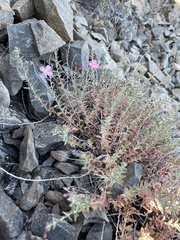 Epilobium nivium