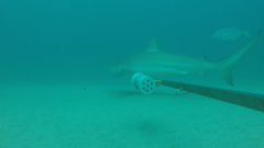 Carcharhinus brachyurus