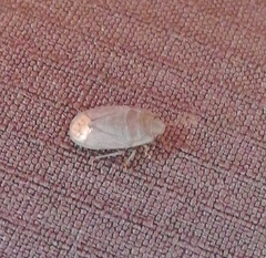 Ochetostethus